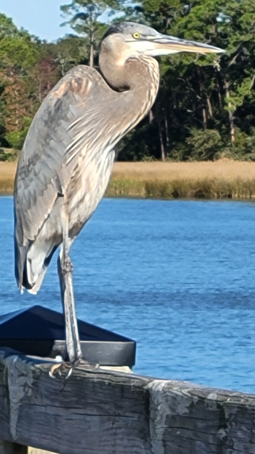 Great Blue Heron