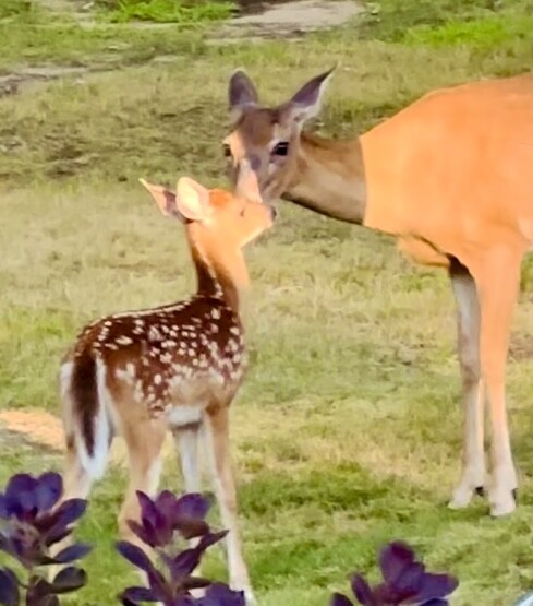 Doe and Fawn, feeling cool in the vibrant fall.