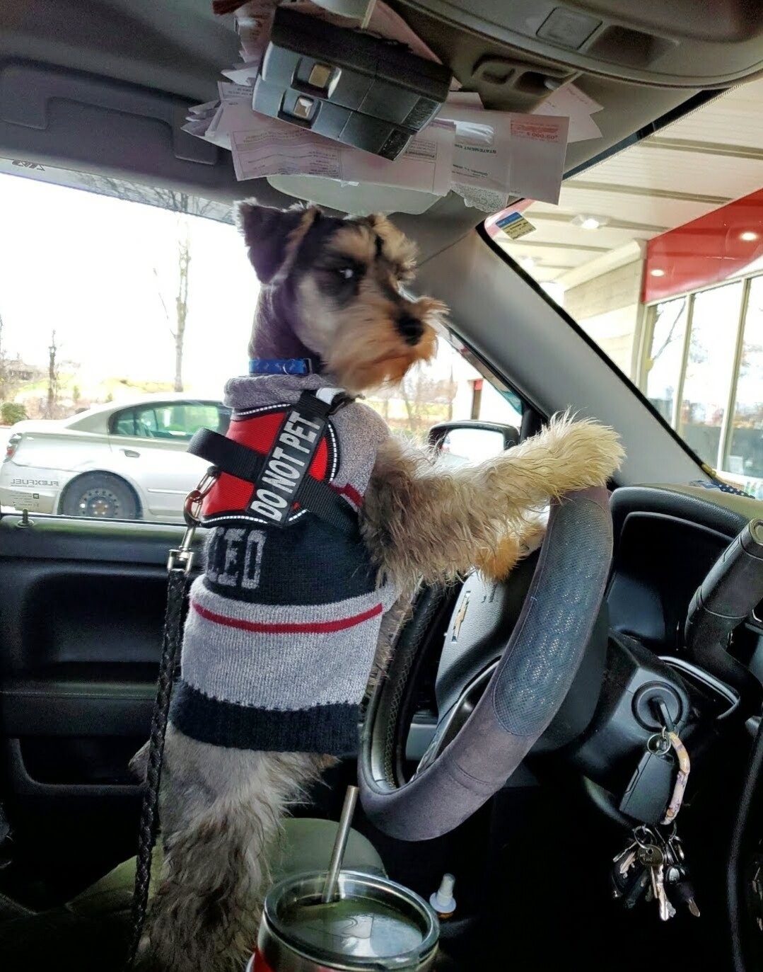 Teddybear driving ms Brenda