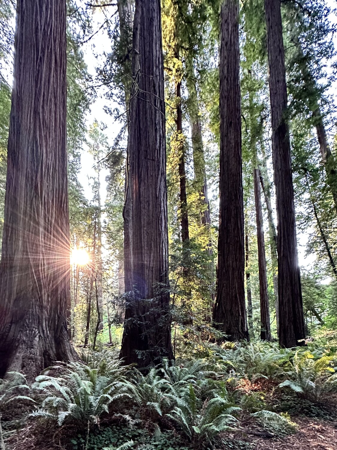 Standing Among Giants