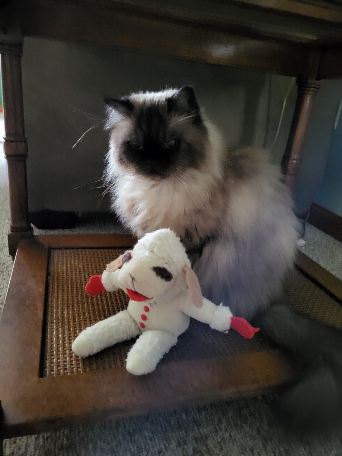 Anna Nicole Hist and her baby Lambchop...