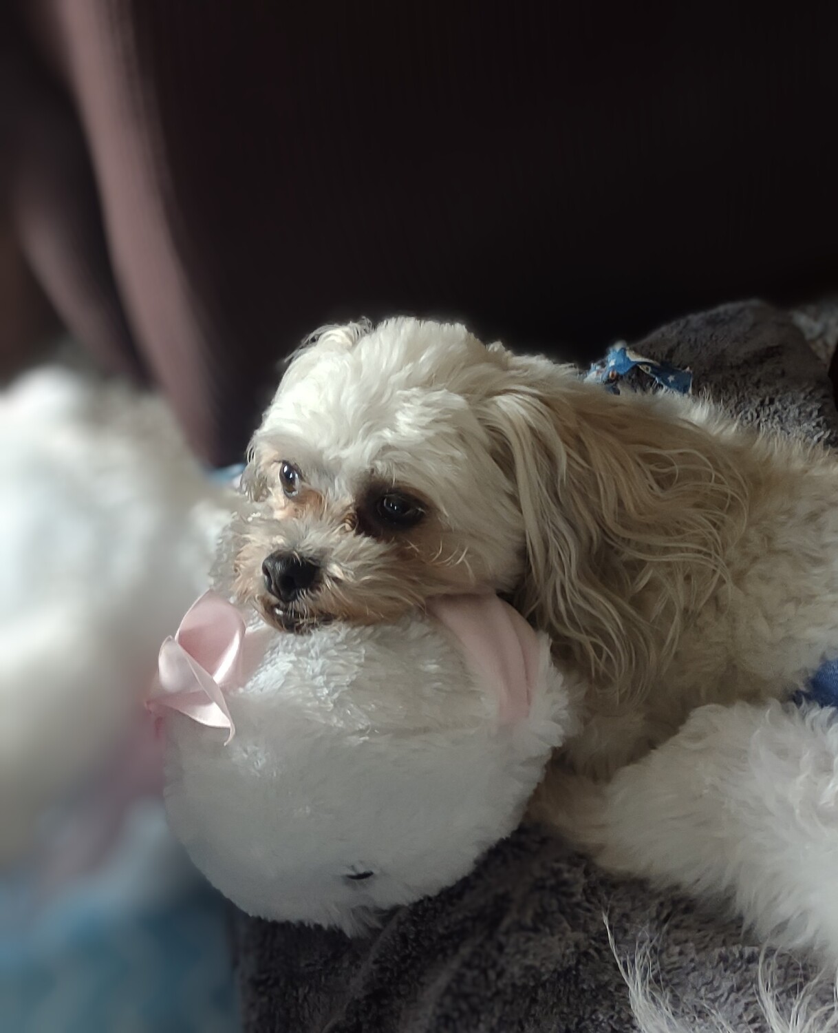 Just a pup and his bunny
