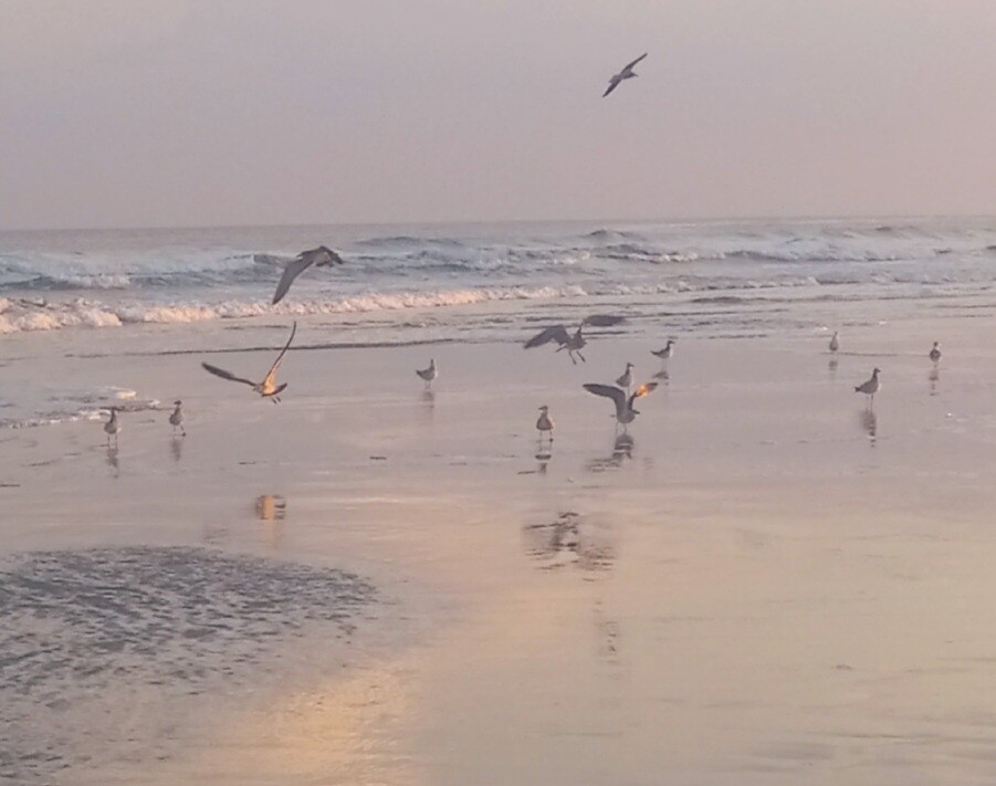 The gulls at dusk