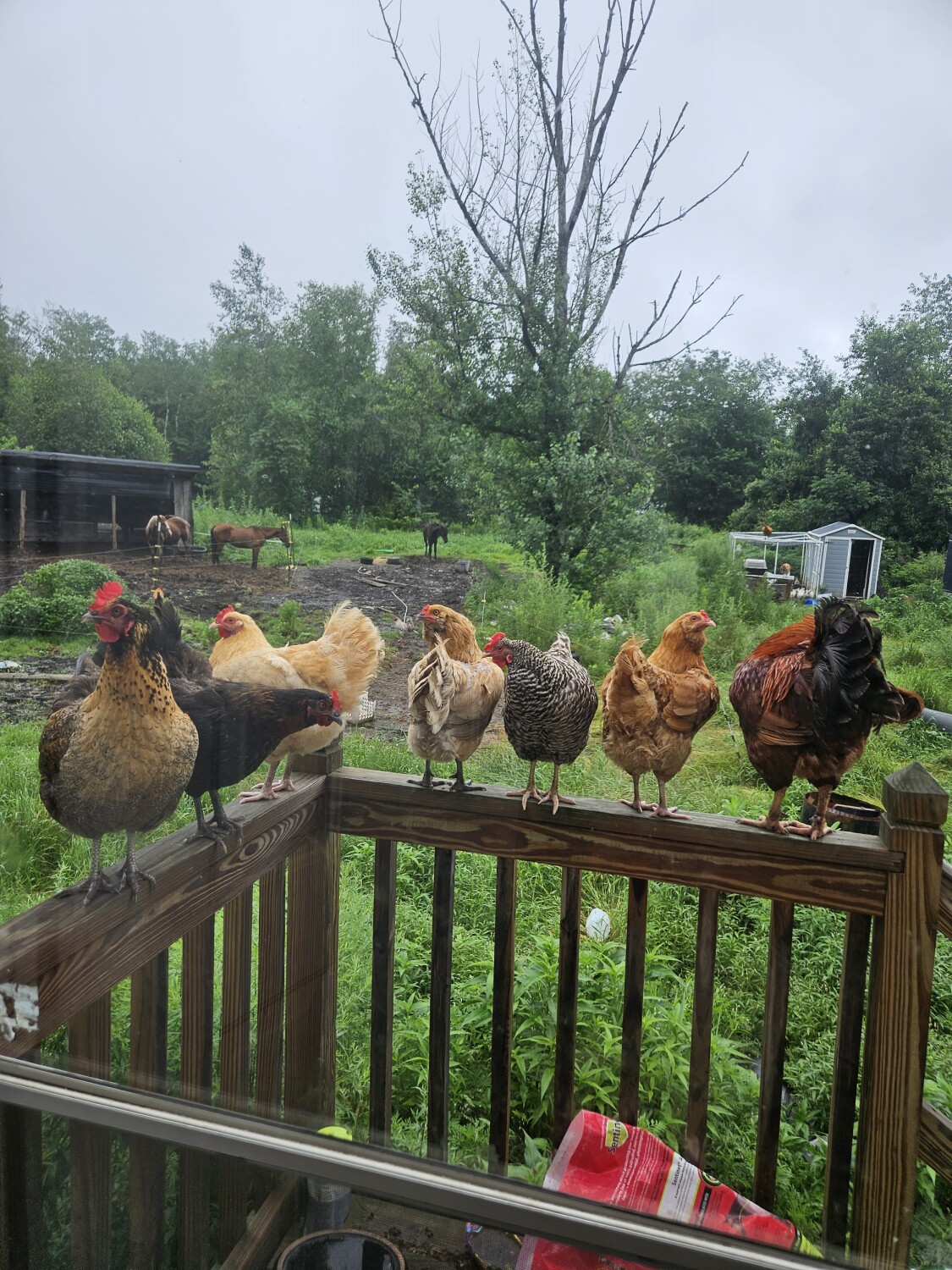 Watching the world go by