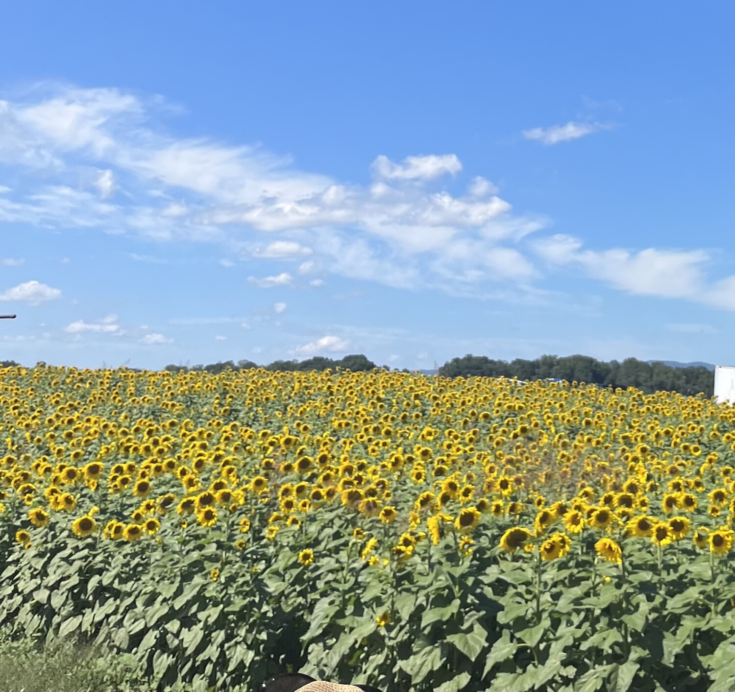 Sunflower field in September