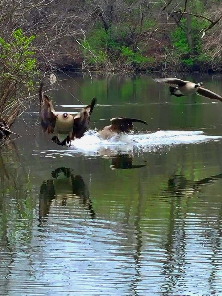 Goose fight in flight