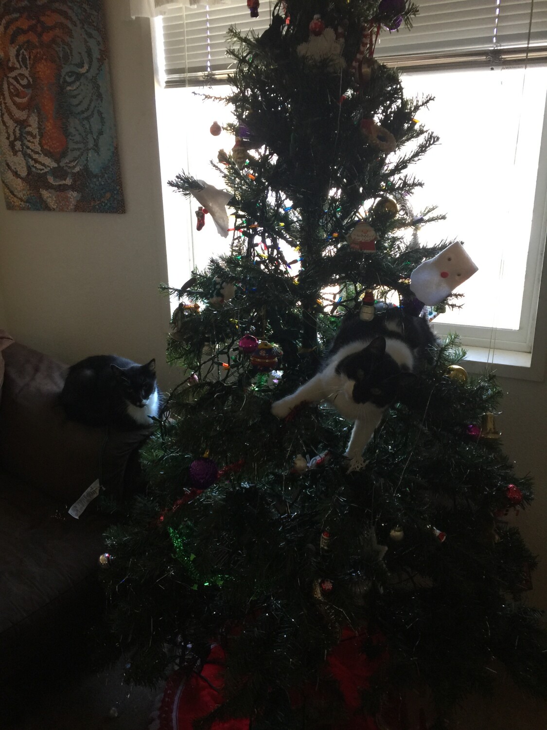 Cat in tree!