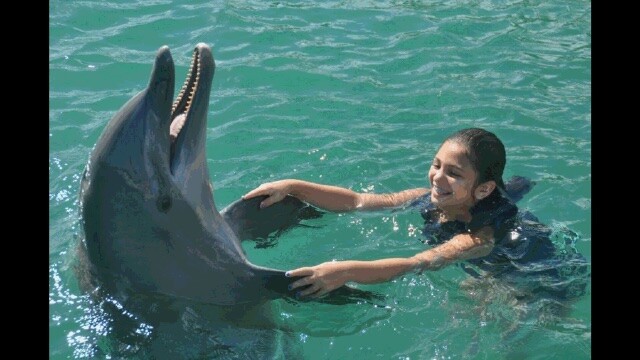 Swimming with The Dolfins