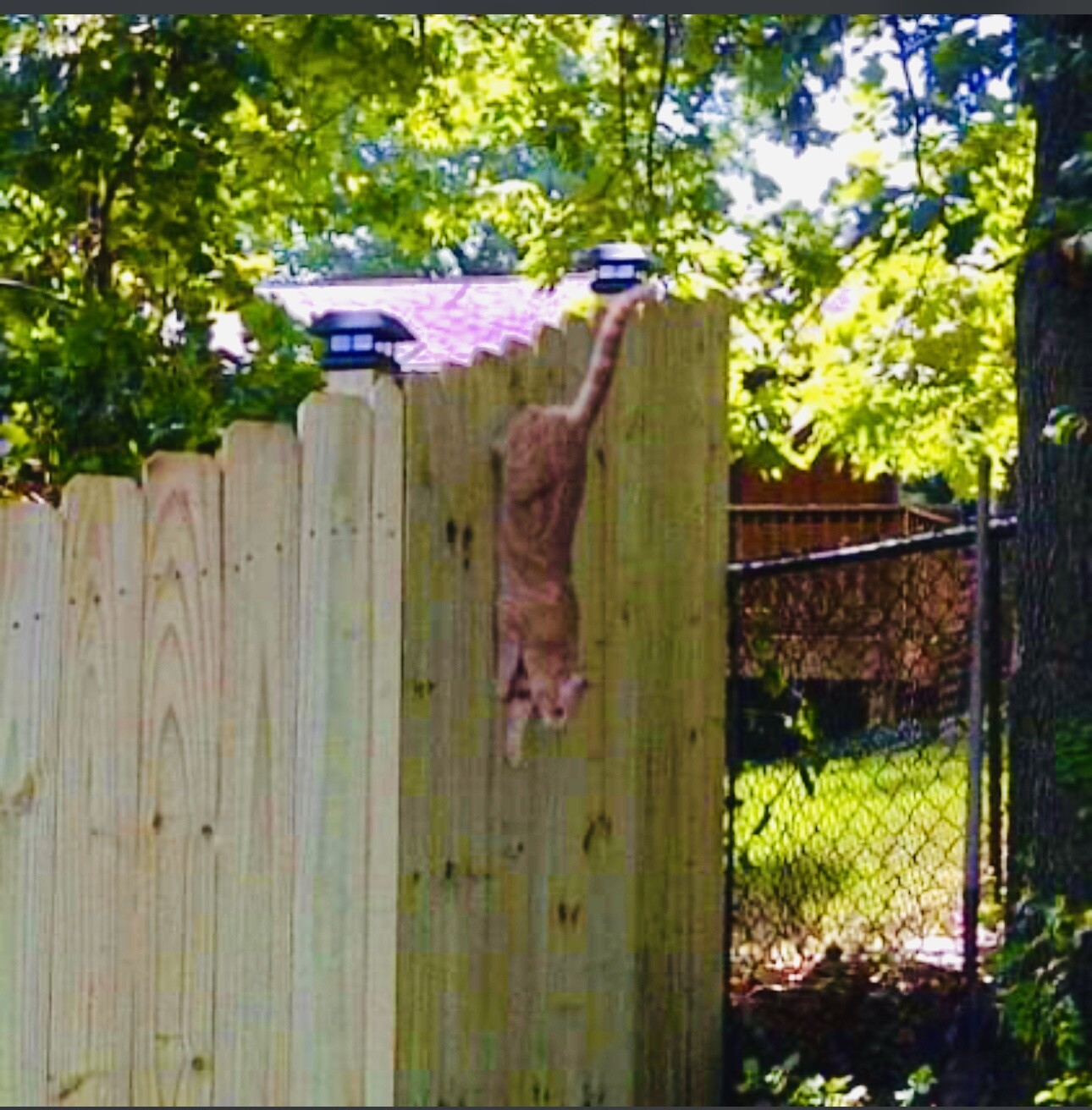 SpiderCat