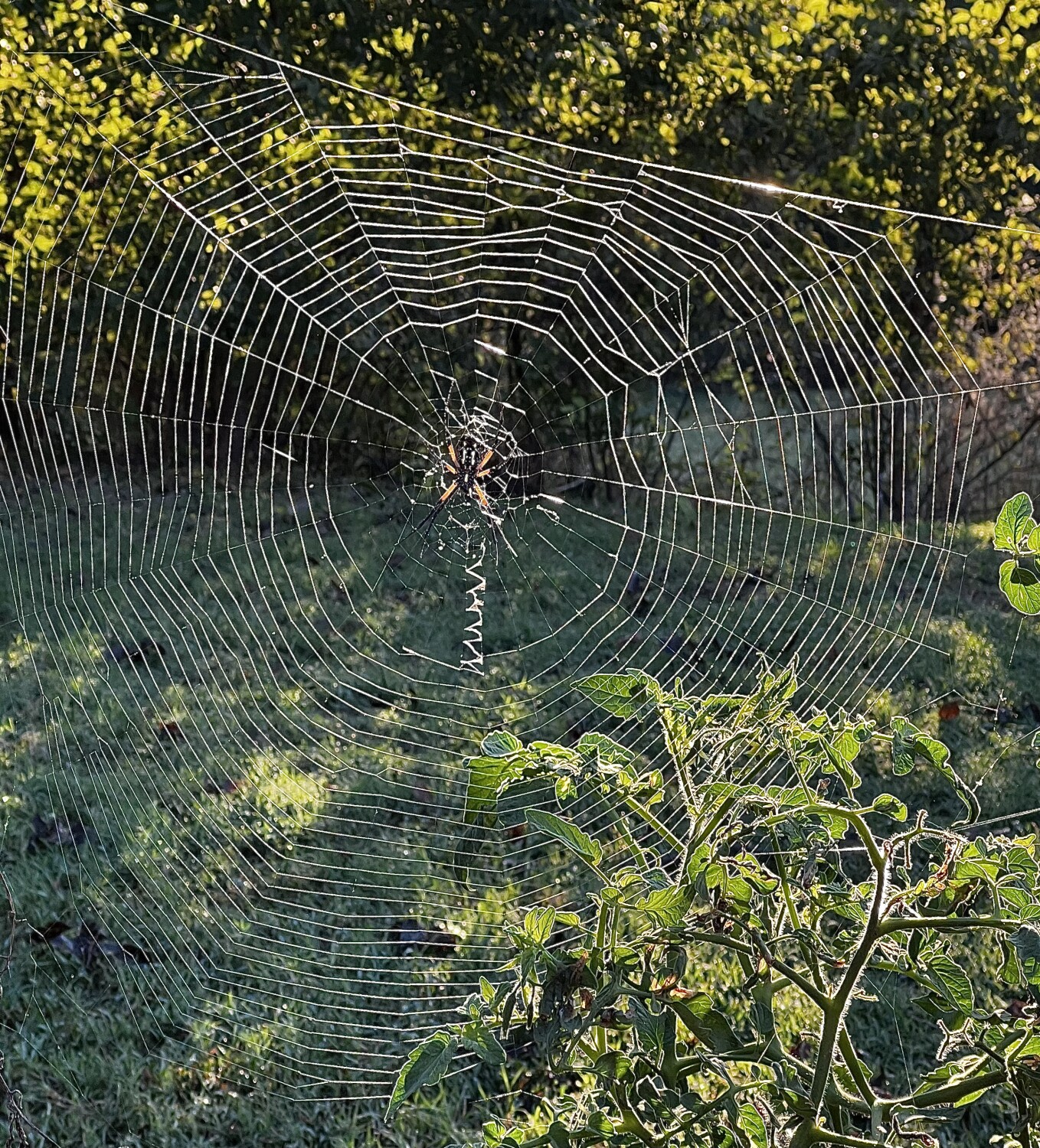 Charlotte came to visit