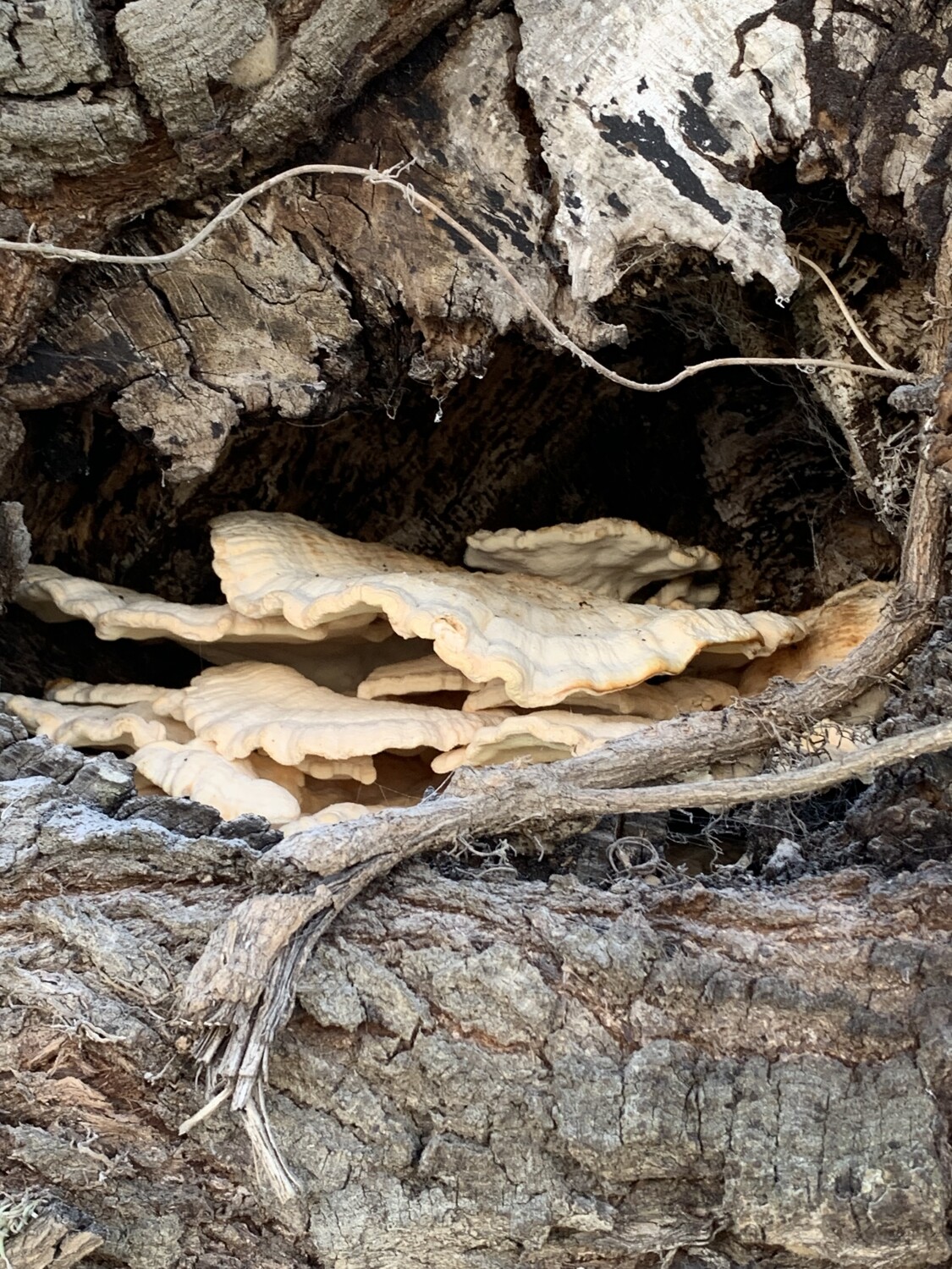 Old Oak with Fungus