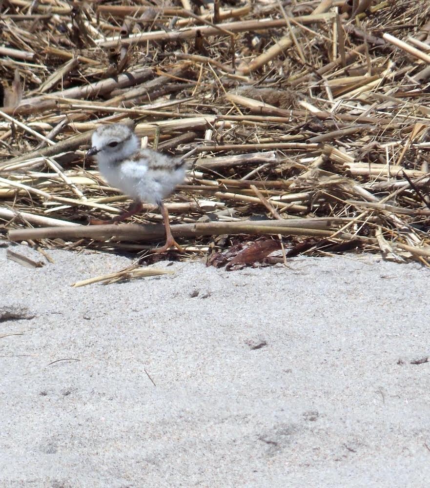 Baby Piping Plover