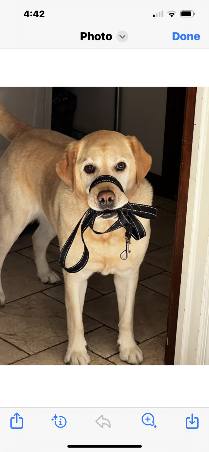 Please take me for a walk?