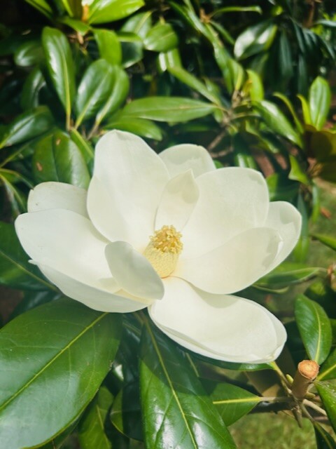 Beautiful White flower