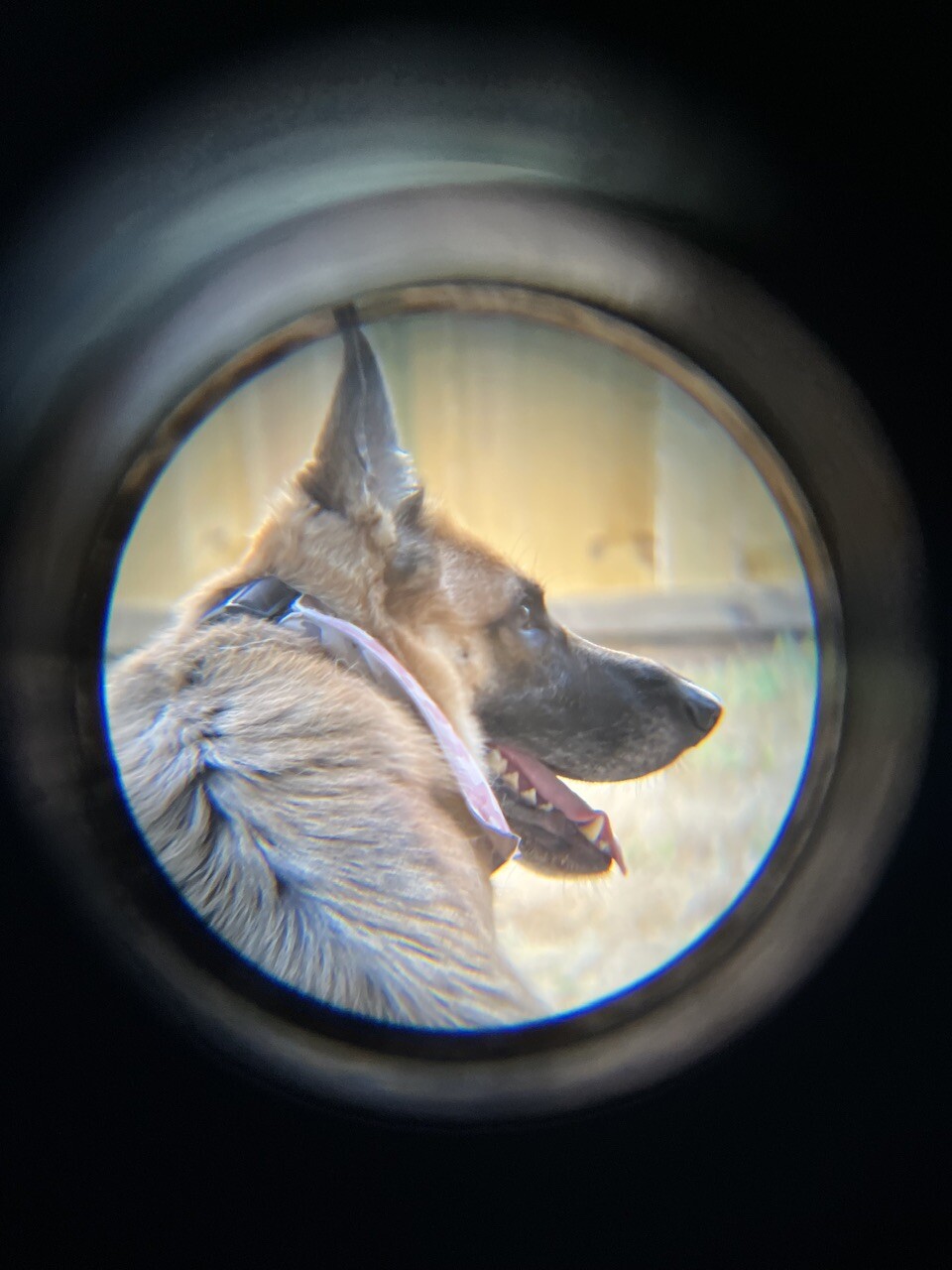 Stakeout  a squirrel