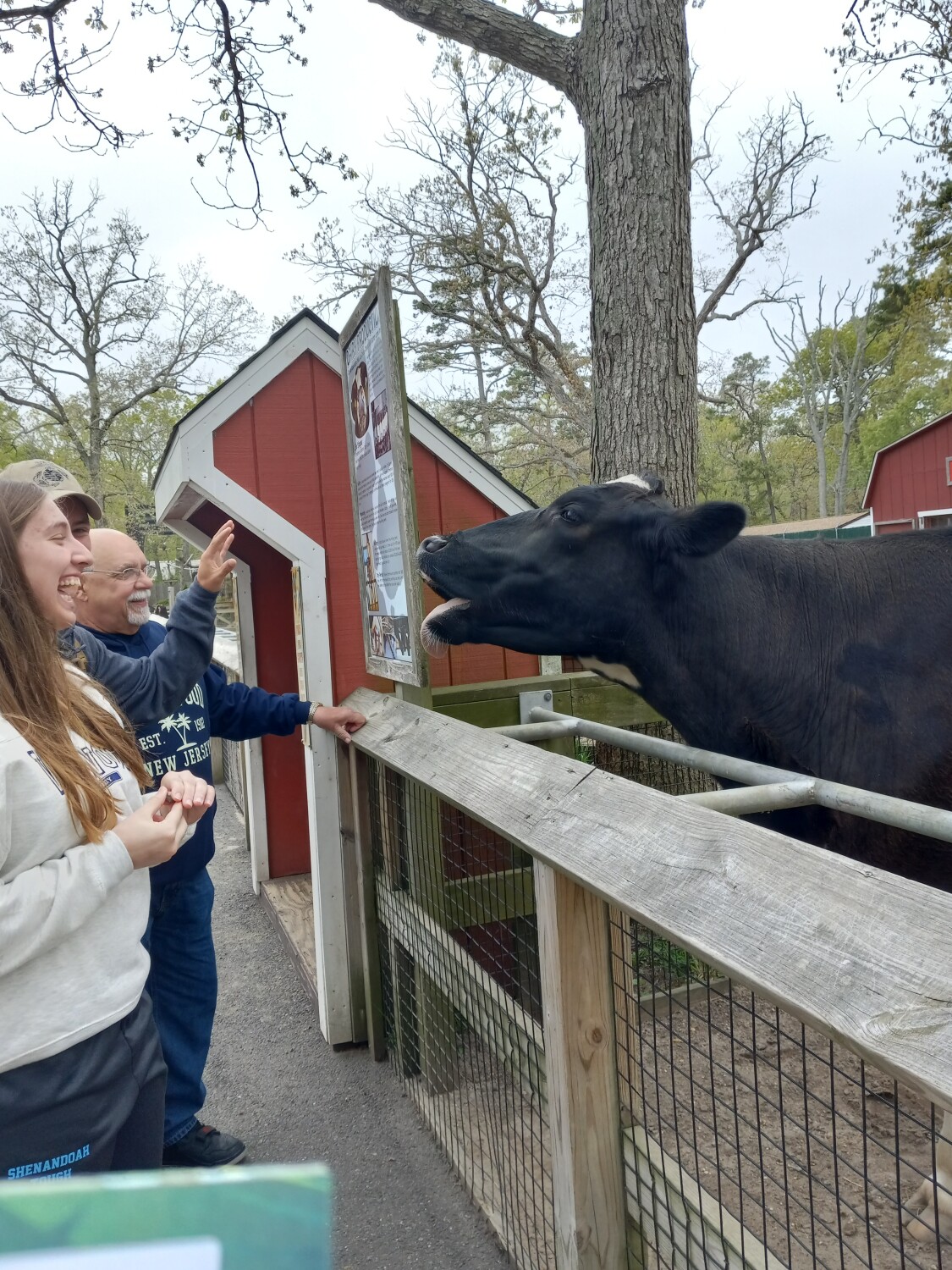 Cow gave us berries lol
