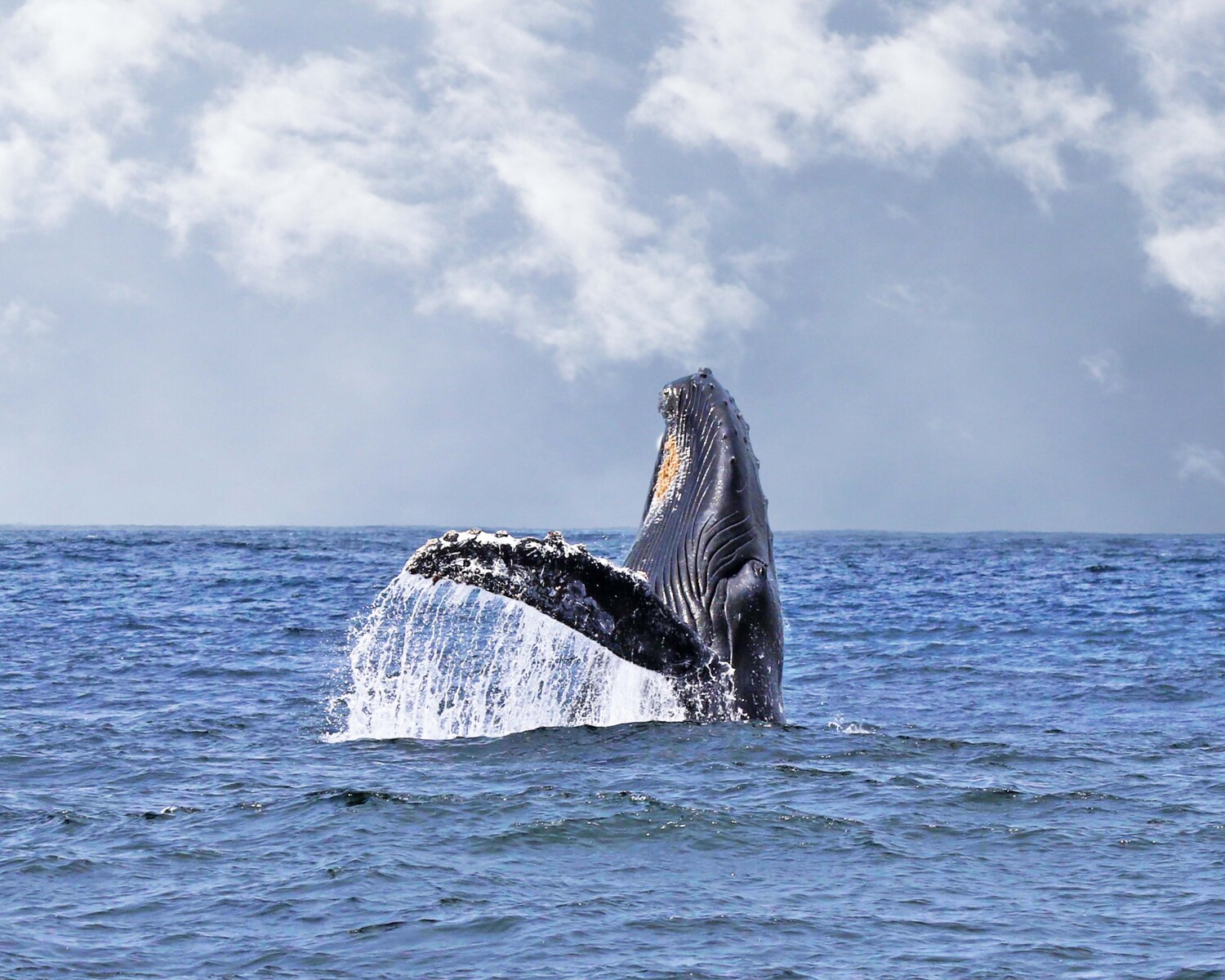 Rise to the occasion