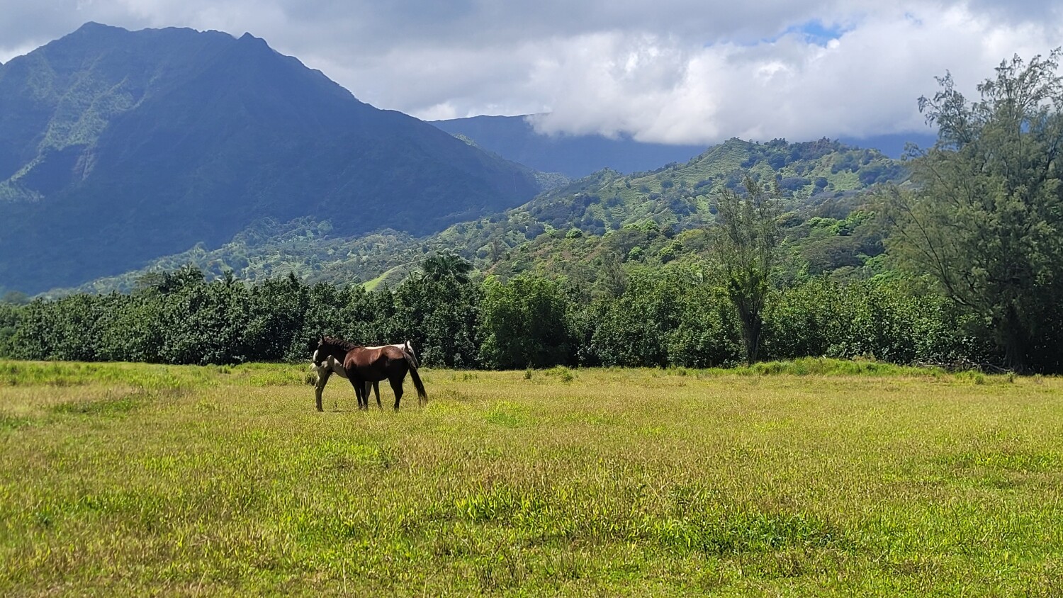 2 horses in Hanalei...