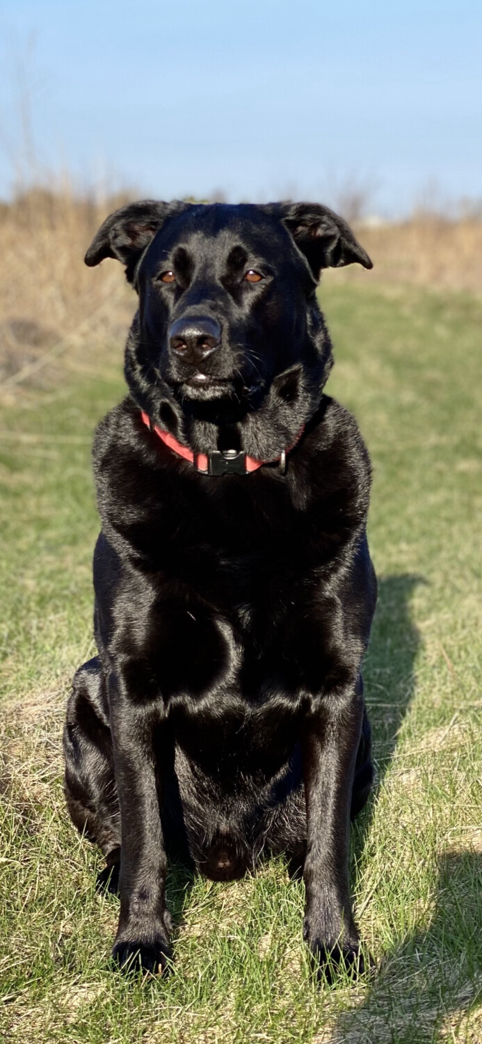 Beau: The Best Dog Ever