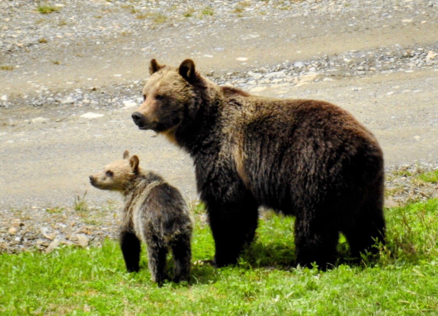 Mama Grizzly and Cub