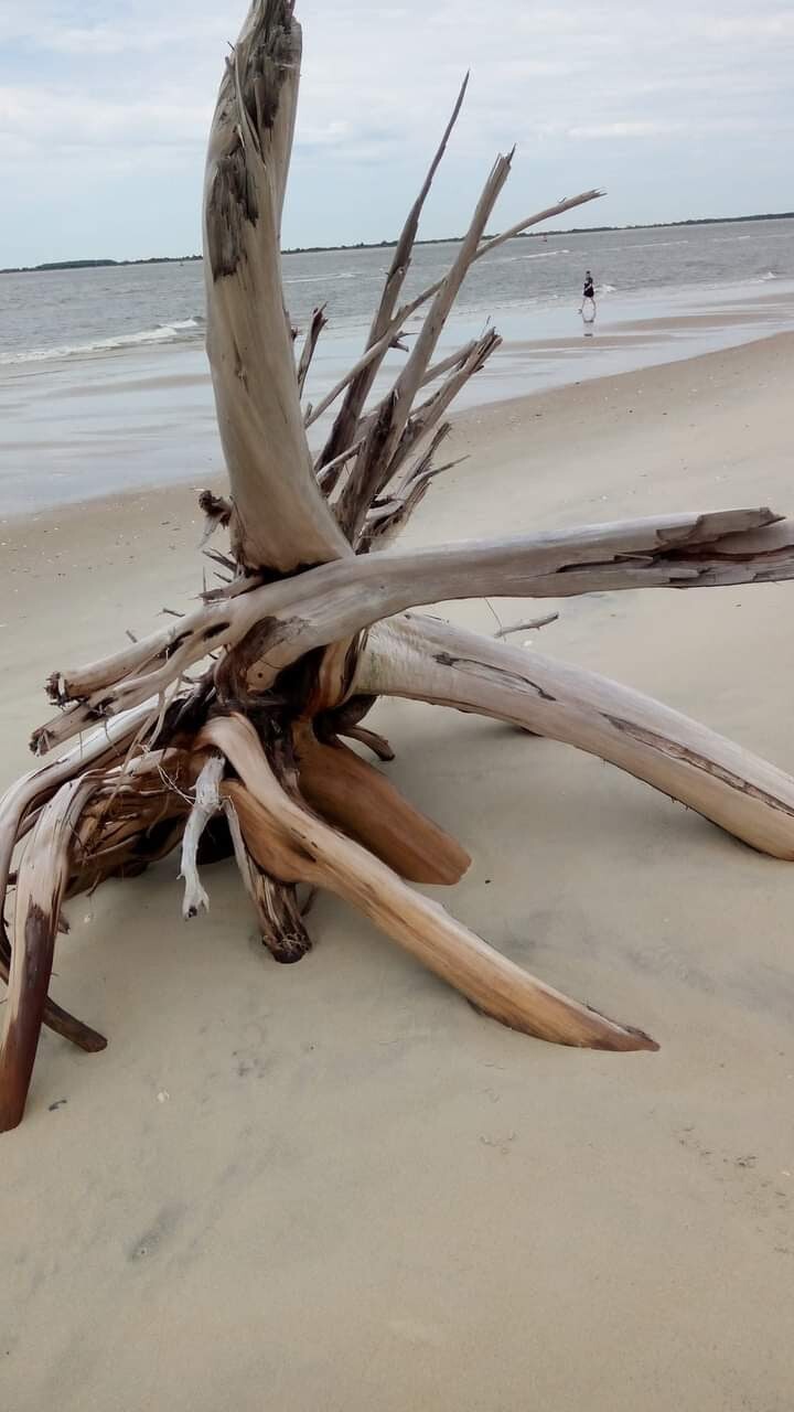 Driftwood at Shell Island South Carolina