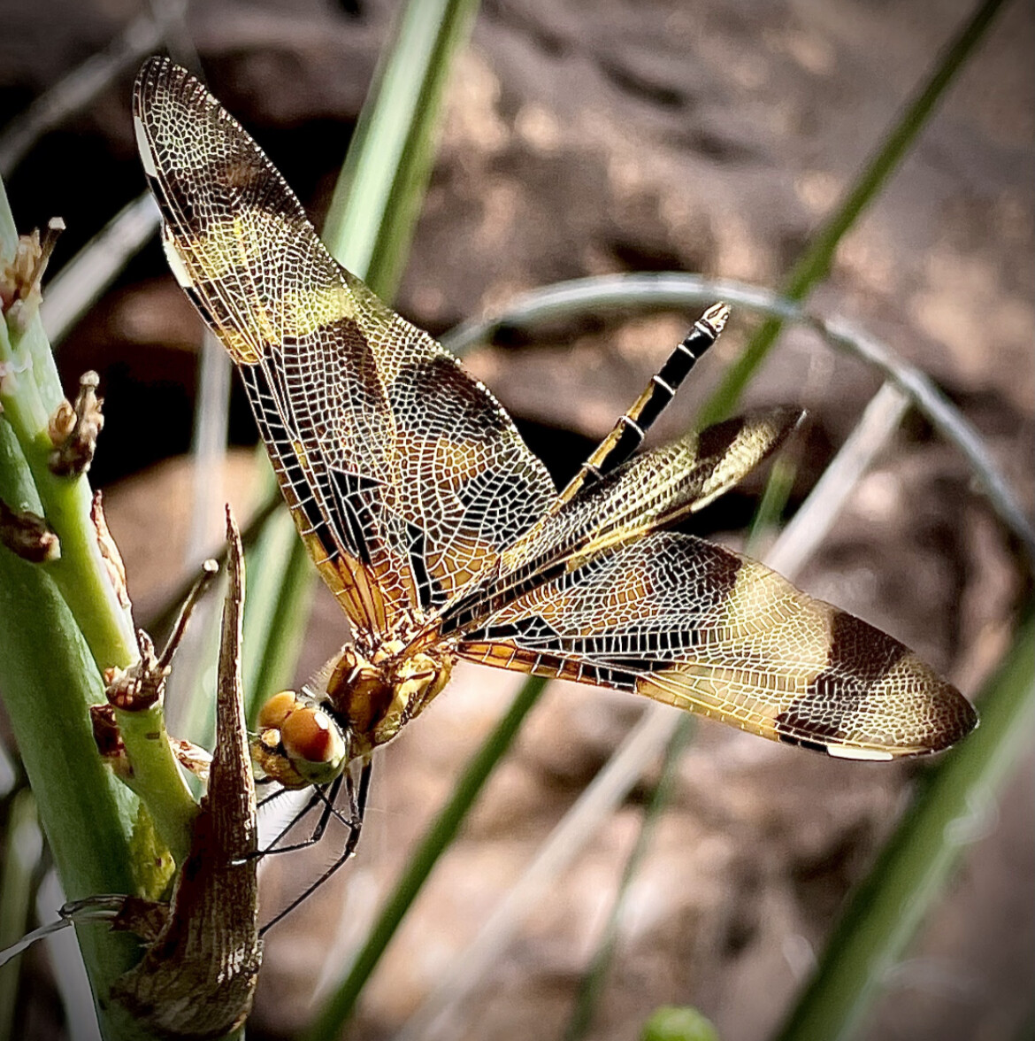 The Keeper of Dreams