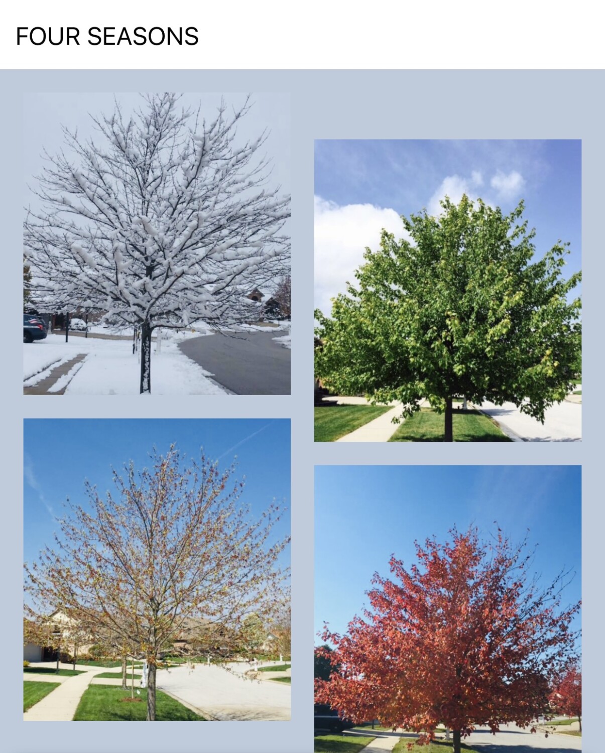 Four seasons ( Winter , Spring , Summer and Fall )