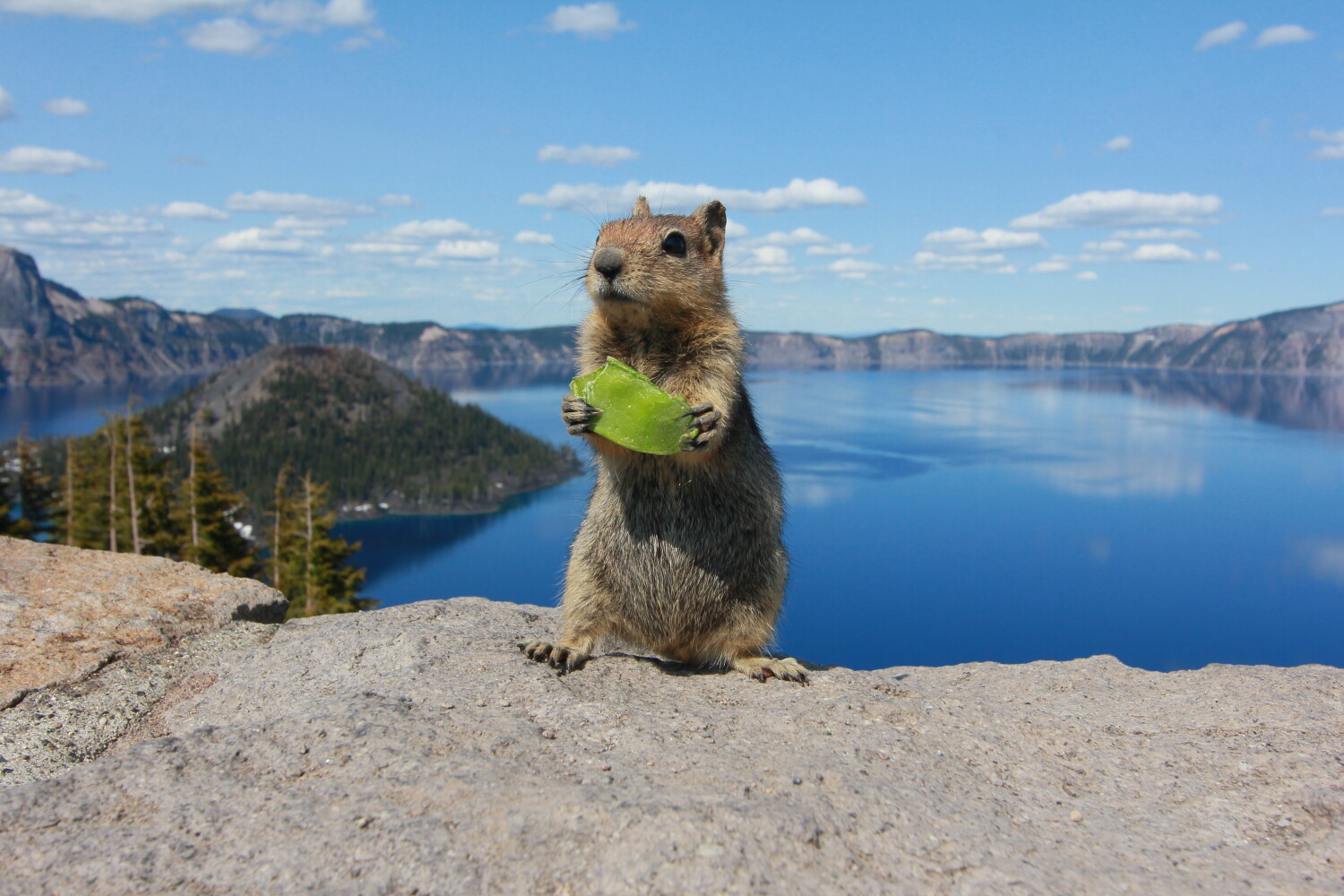 Critter Snacking at Crater Lake