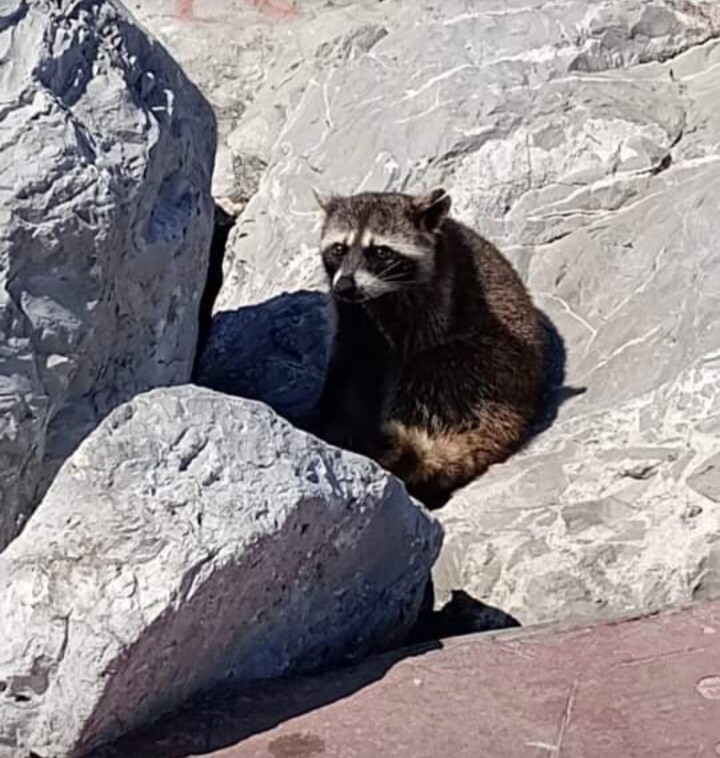 Sad racoon