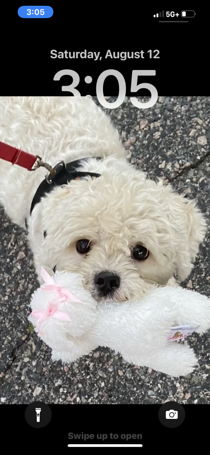 Cleo and her toy poodle puppy