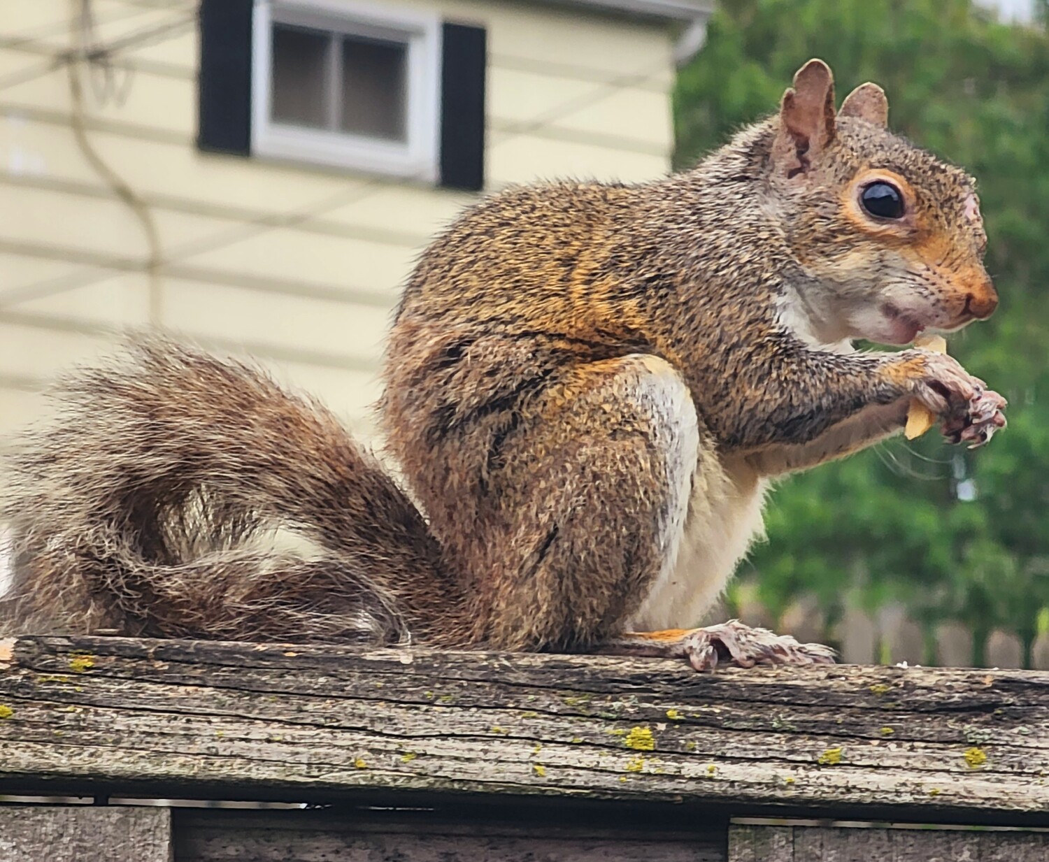 Squirrel w/ a French Fry