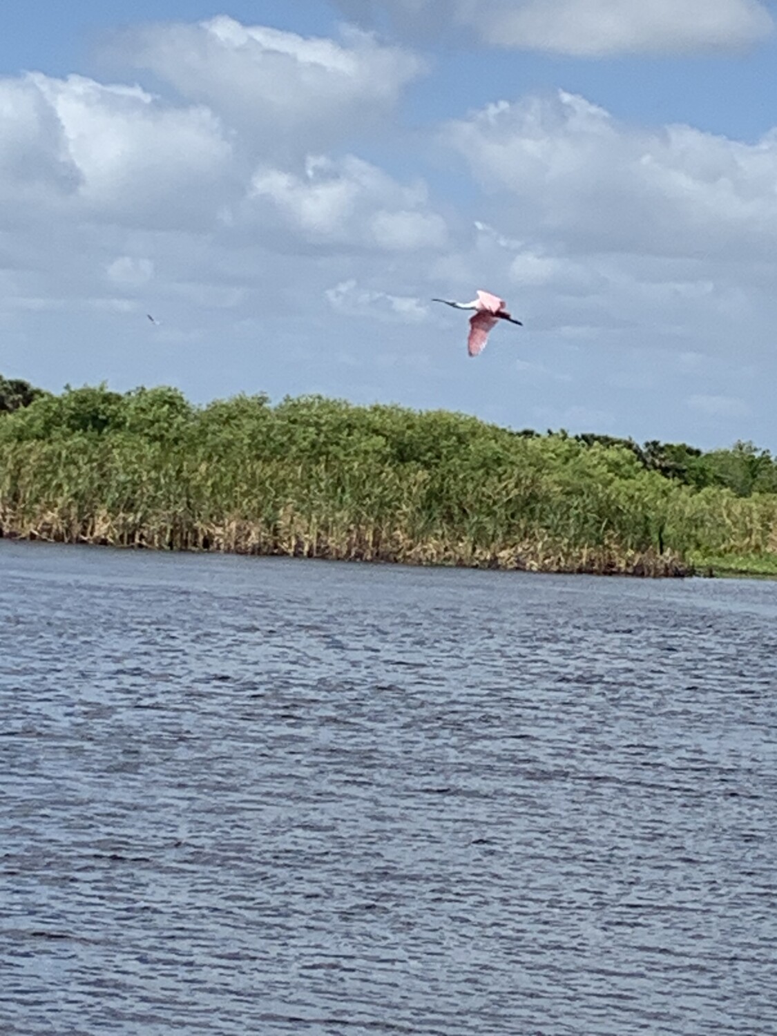 Spoonbill in flight