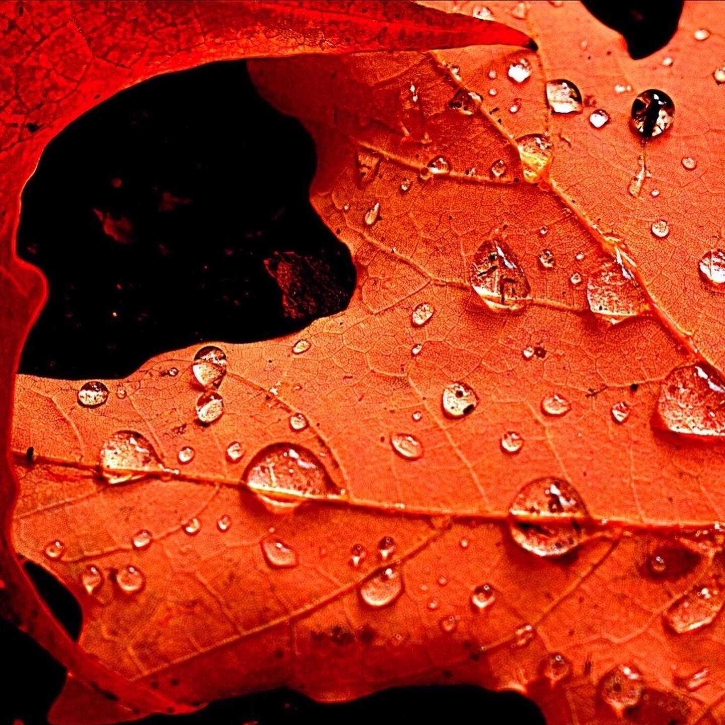 Fall Rain