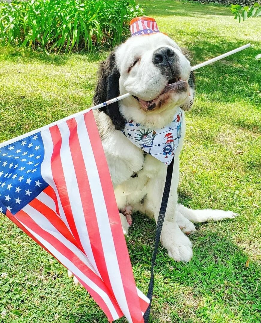Patriotic pup
