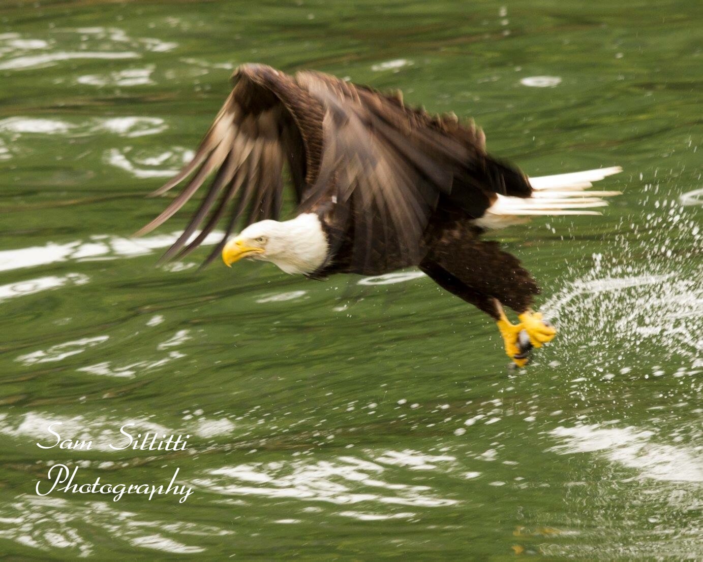 American Eagle , dinner time