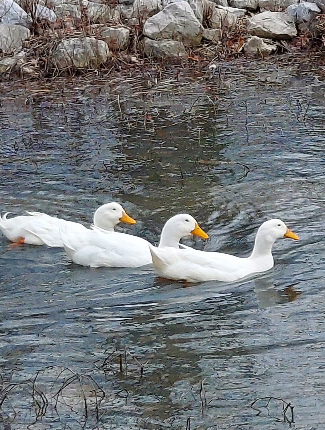 Ducks in a Row
