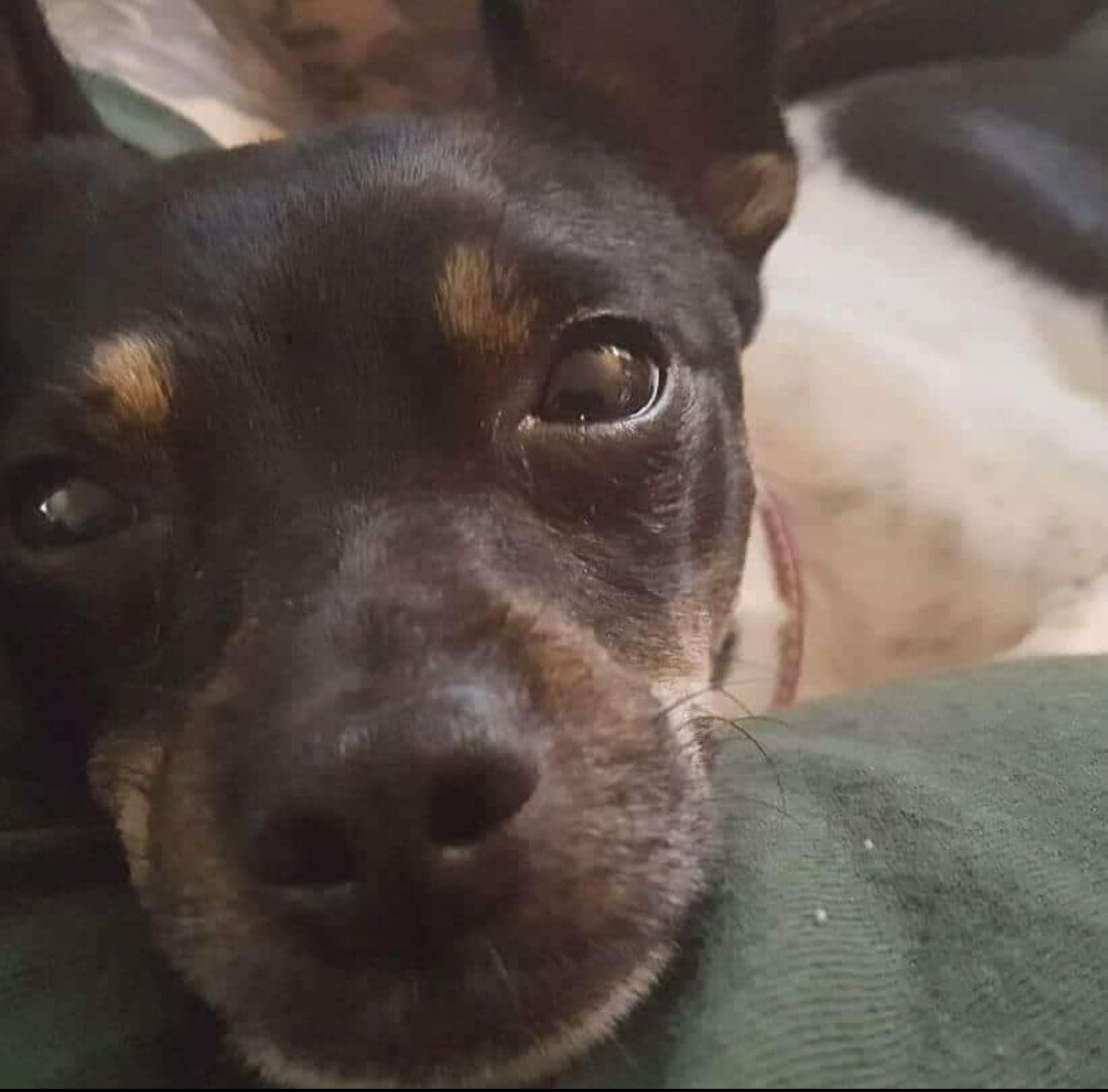 Charlie staring lovingly into my eyes