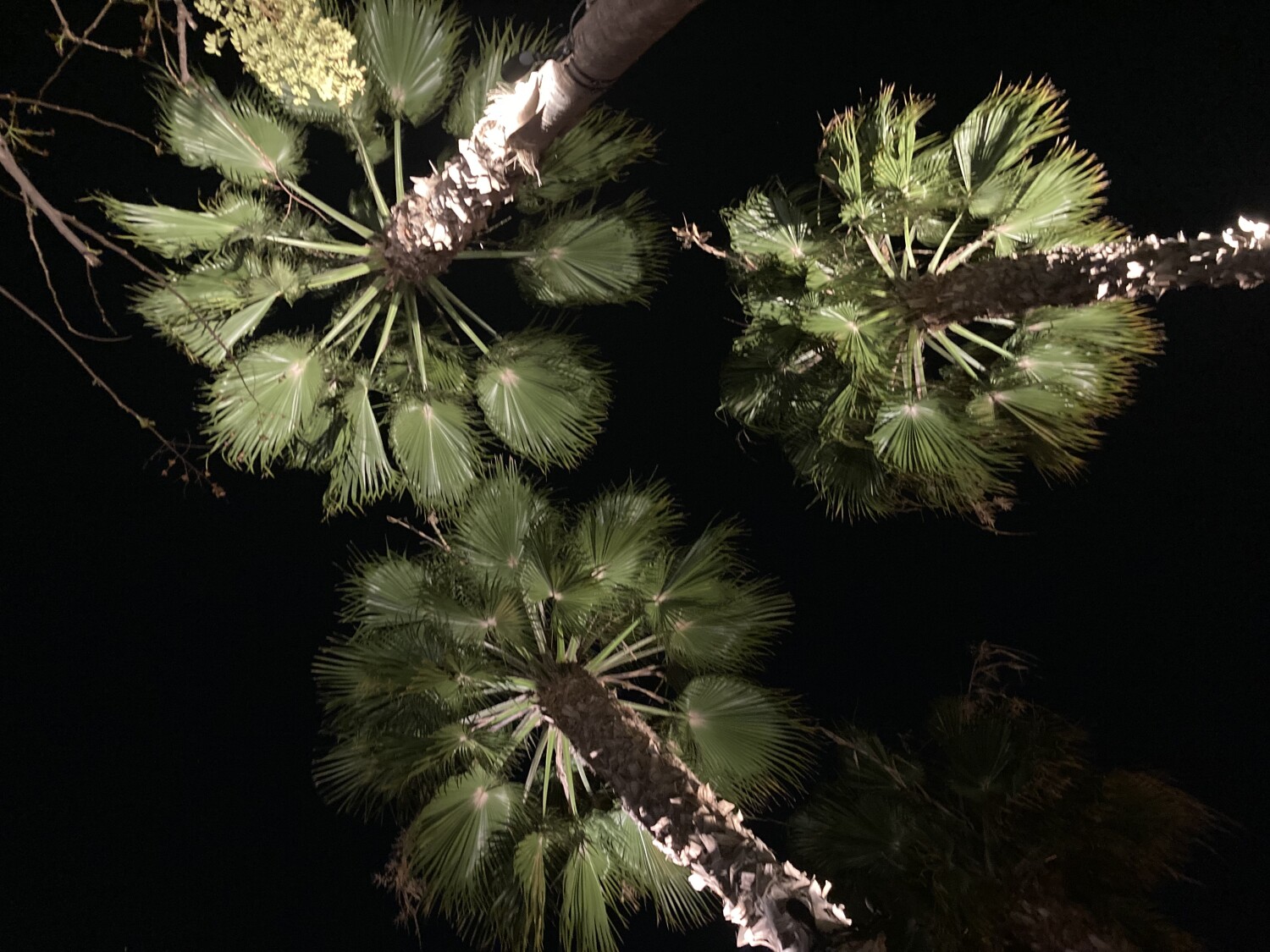 Tree lights against the night sky