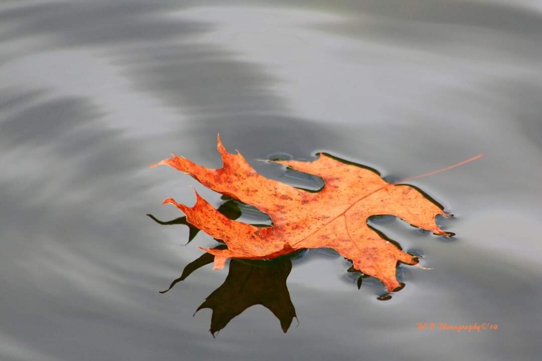 Floating fall leaf