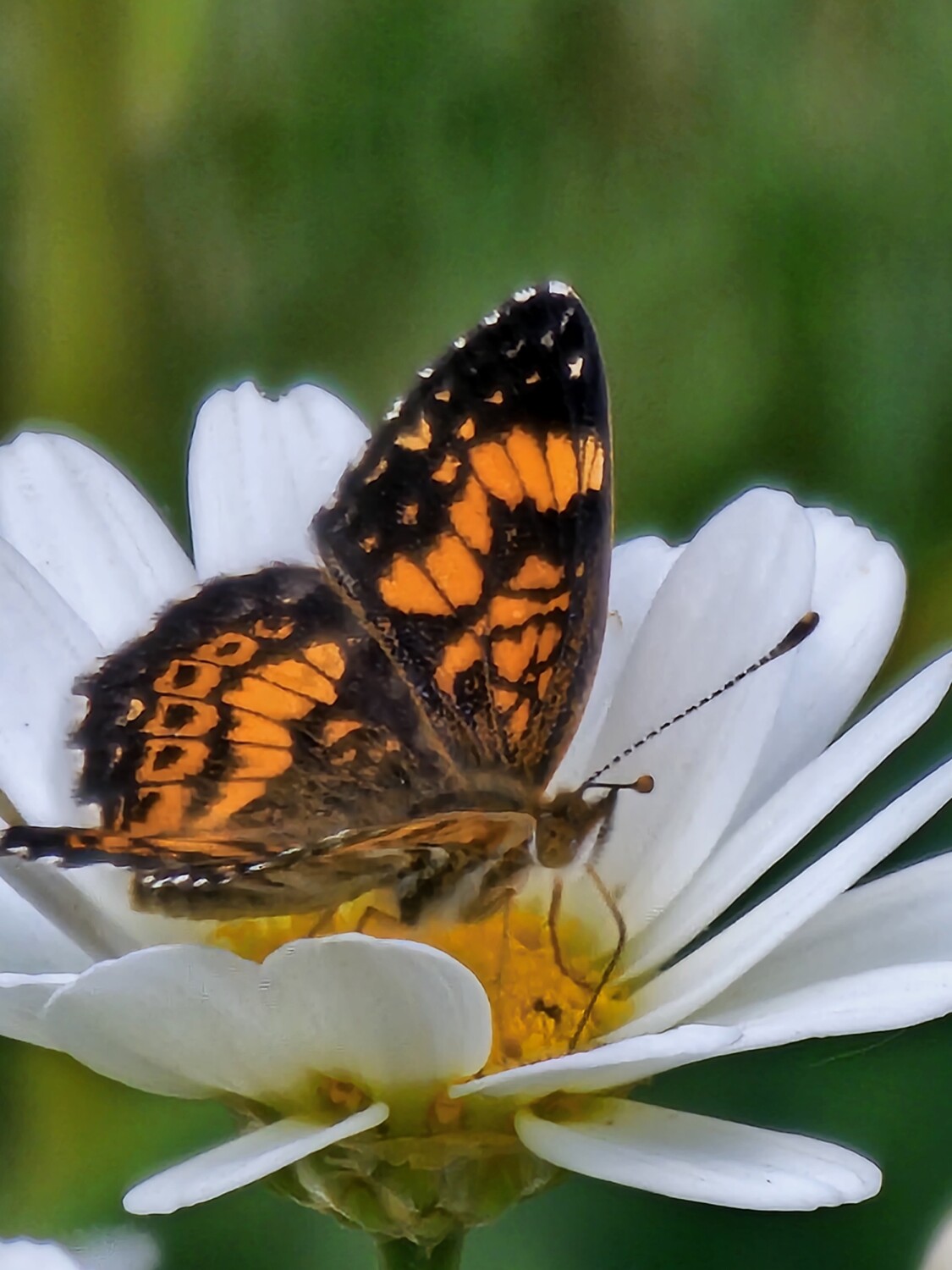 Monarch dining Al Fresco