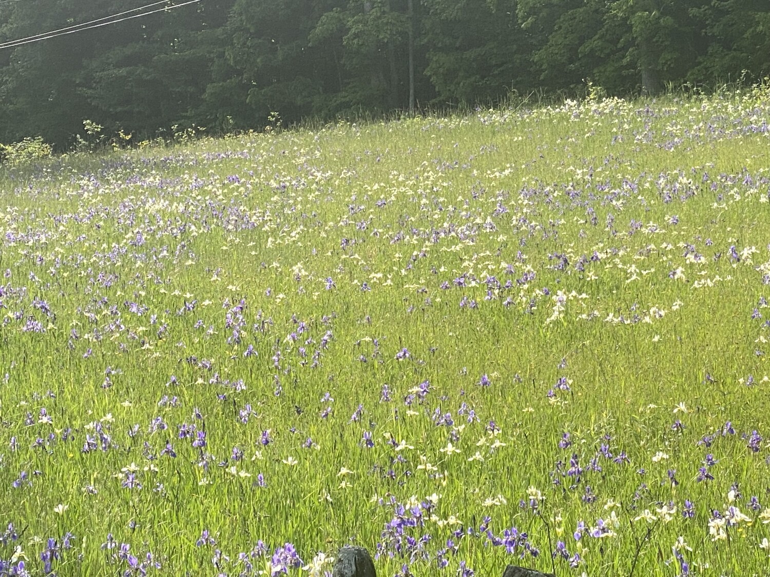 Country Roads n day lilies