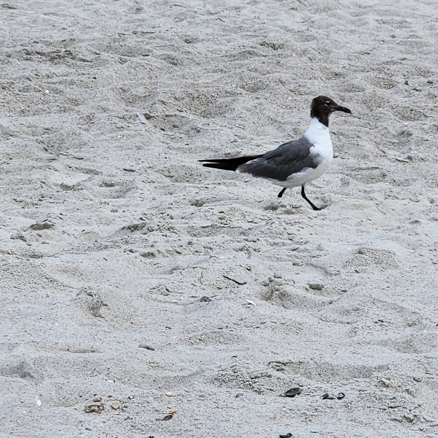 A Beak at the Beach