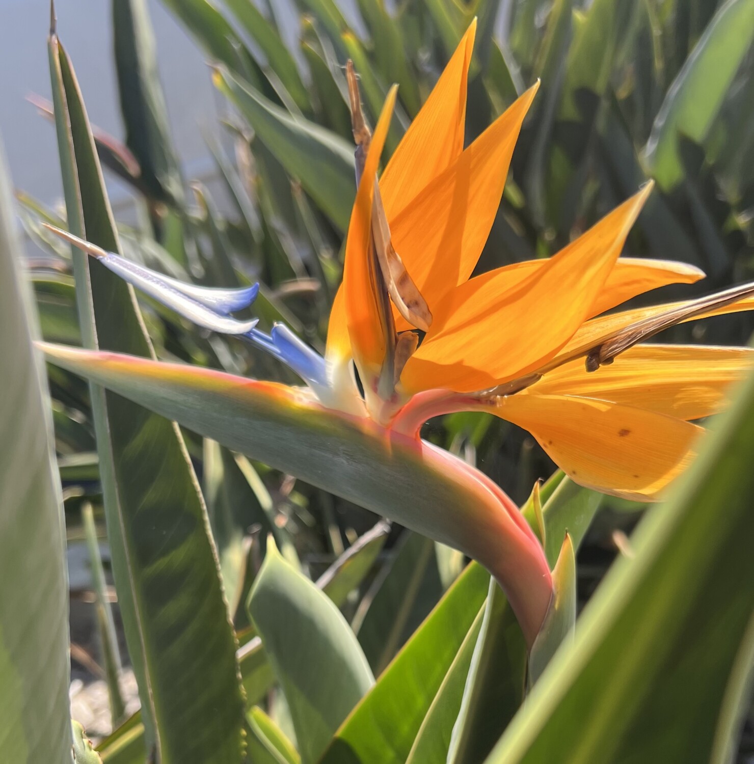 Bird of Paradise