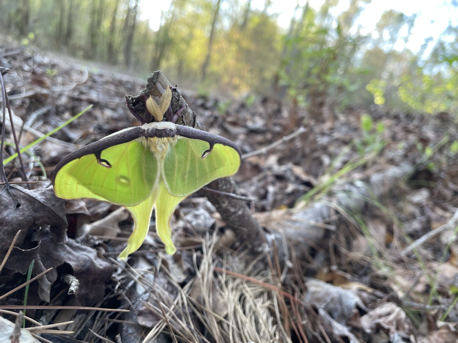 Luna moth in Fl wild