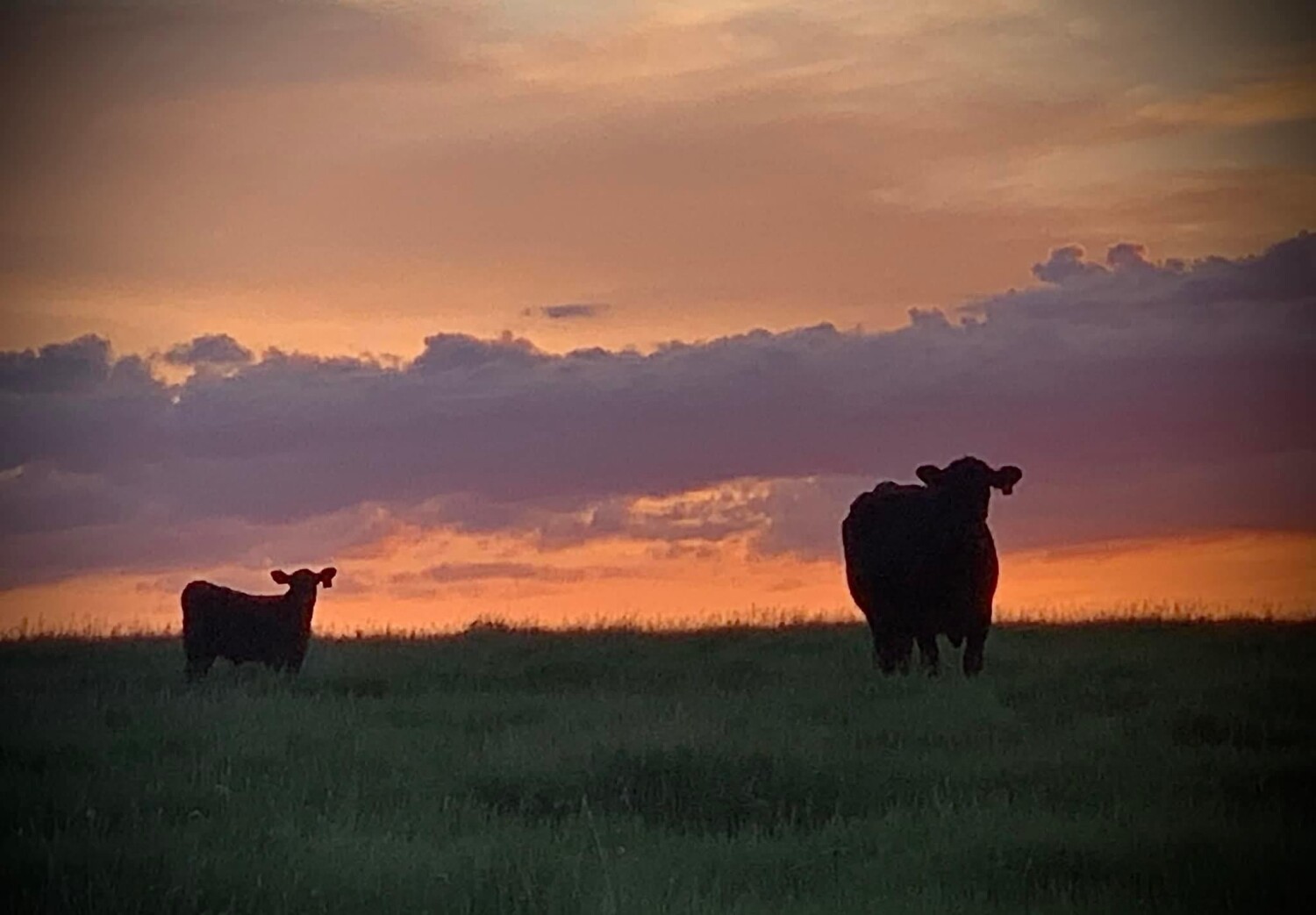 Cattle check at sunset