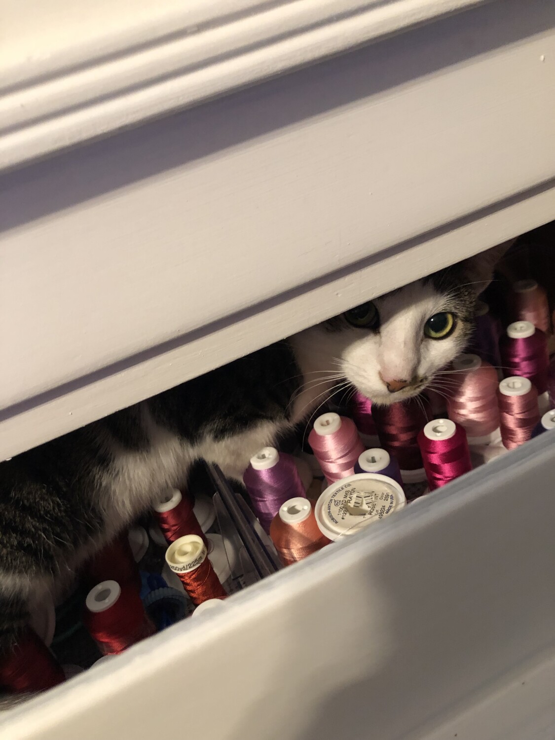 Jojo in the drawer