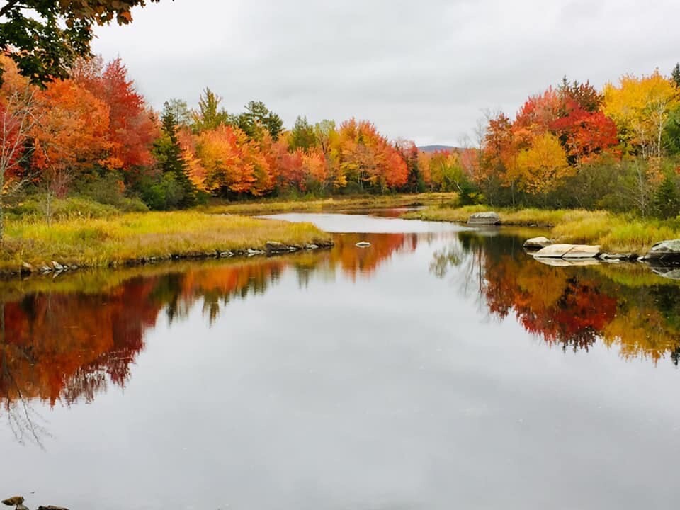 Maine foliage