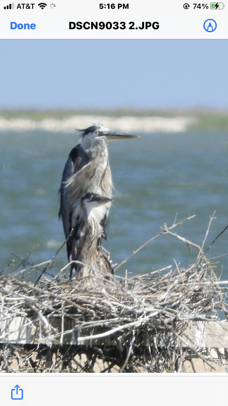 Great Blue Heron, Mom and Baby