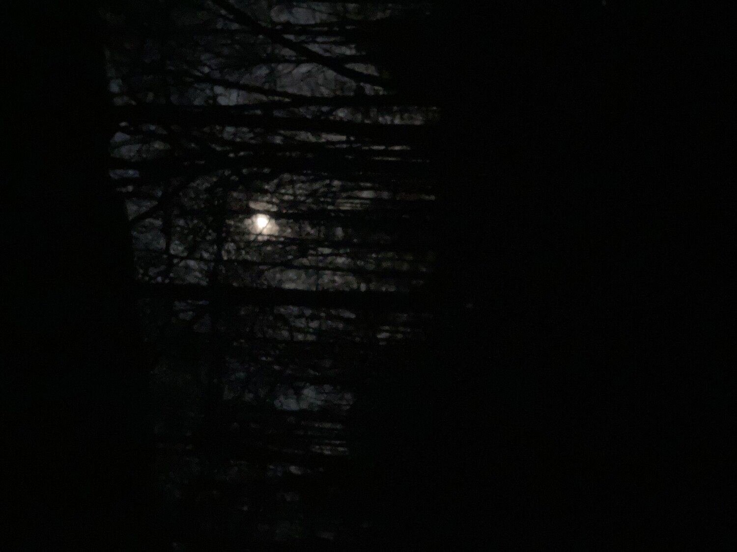 Moonlight through the trees