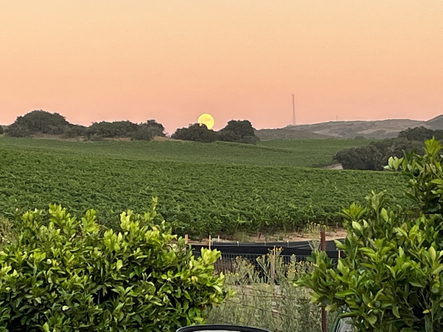 Blue Moon of August 2023